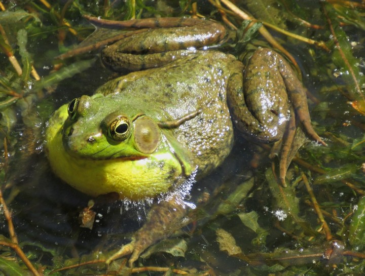 Green Frog